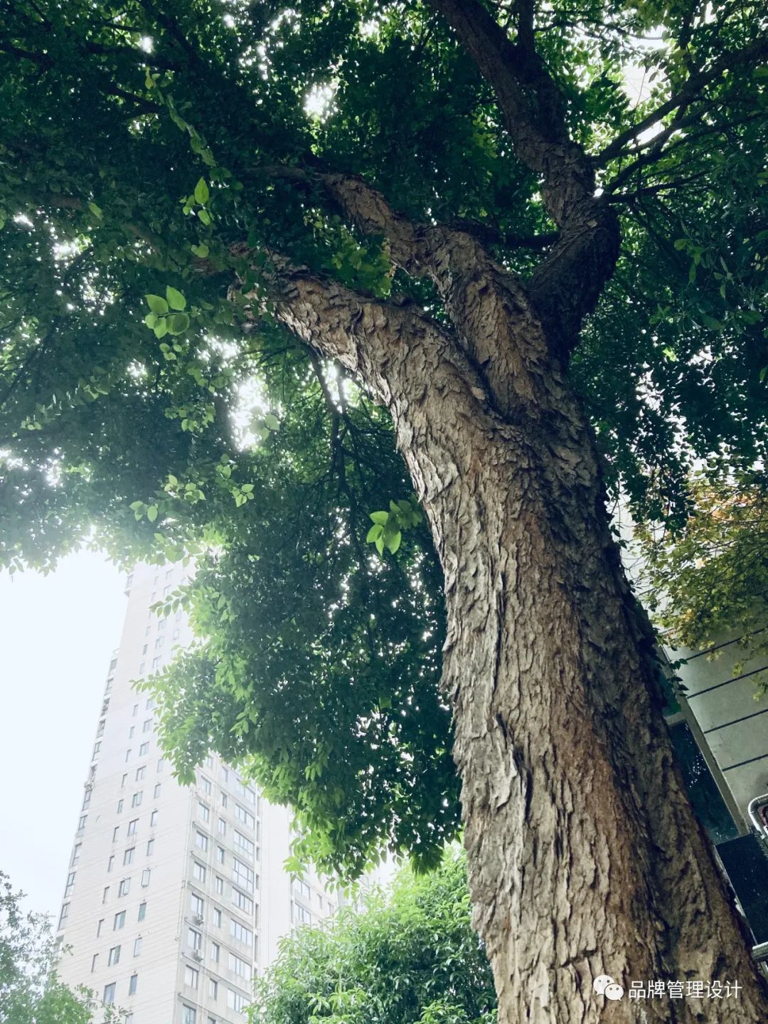 1685418200522494.jpg 4.jpg